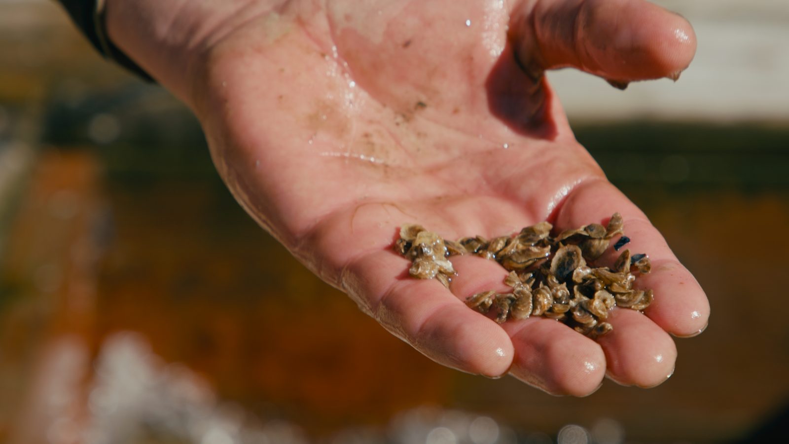 Alaska Shellfish Farms – Greg Bates – Flupsy_2.2.1(1)