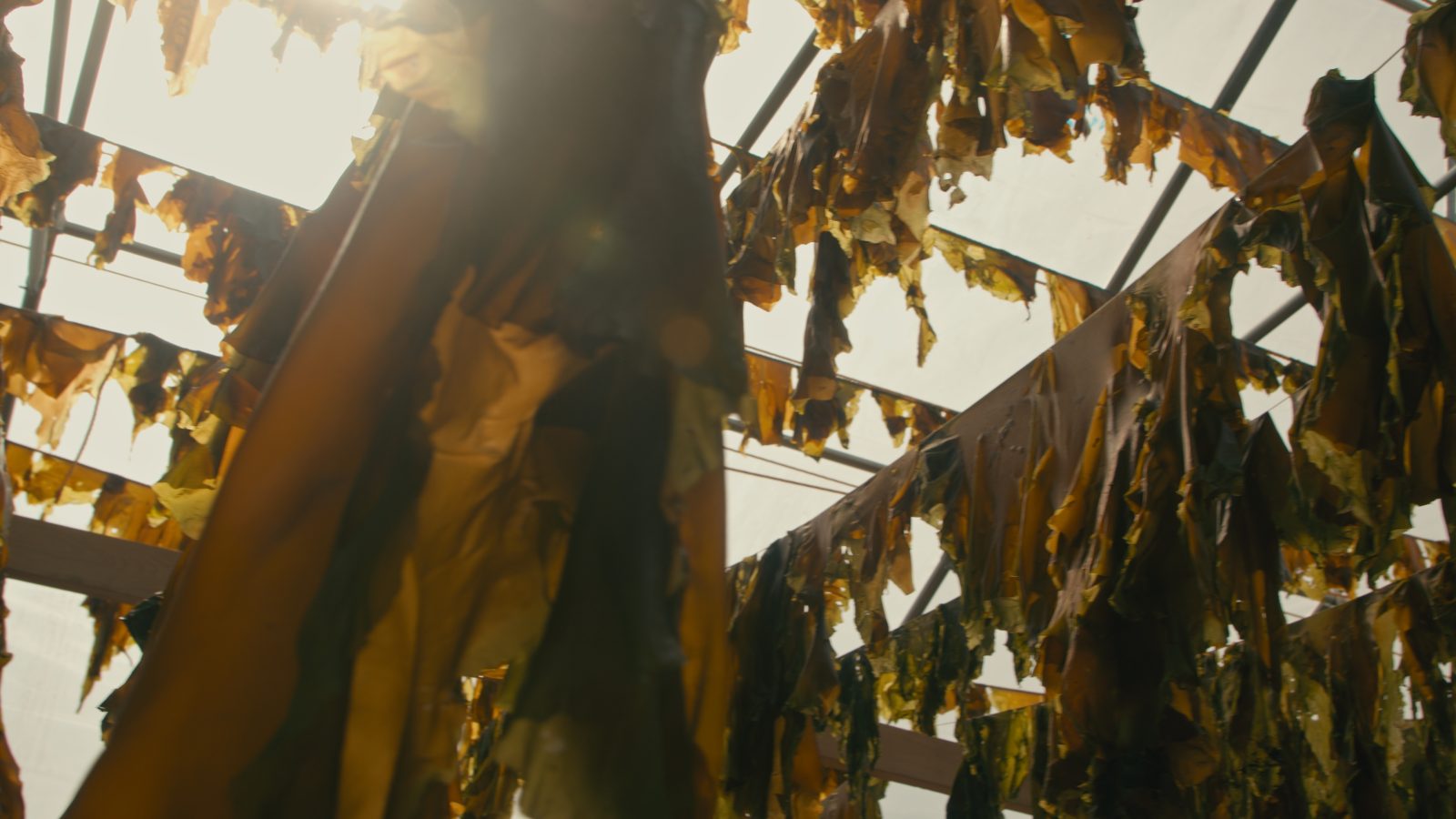 Ebbtide Ocean Farm – Evie Witten – Kelp Processing Tour_3.25.1(1)