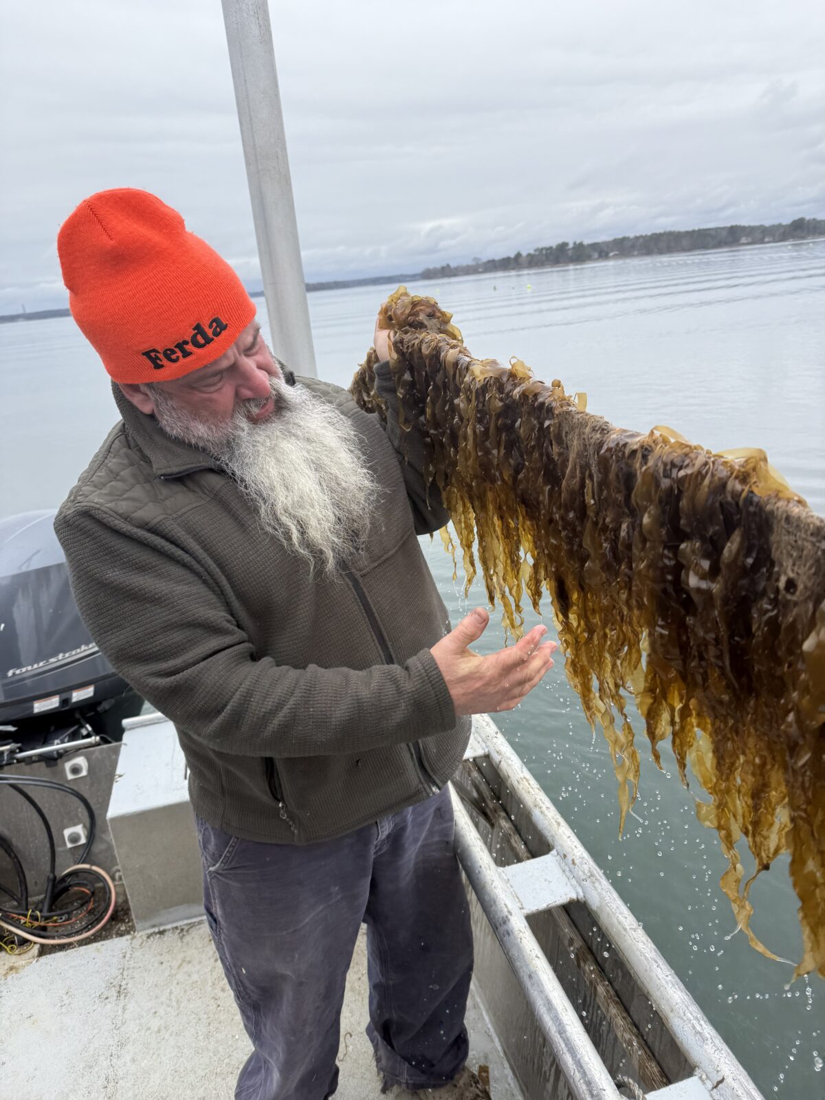 Spartan seafarms kelp
